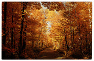 Sunny Birch Trees, USA Vintage Original Postcard # 4541 - 1970's