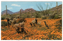 Load image into Gallery viewer, Pinnacle Peak, Arizona, USA - Poppies of Gold Vintage Original Postcard # 4543 - 1970&#39;s
