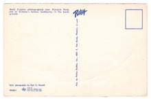 Load image into Gallery viewer, Pinnacle Peak, Arizona, USA - Poppies of Gold Vintage Original Postcard # 4543 - 1970&#39;s
