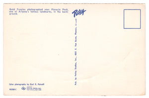 Pinnacle Peak, Arizona, USA - Poppies of Gold Vintage Original Postcard # 4543 - 1970's