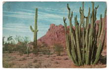 Load image into Gallery viewer, Organ Pipe Cactus National Monument, Arizona, USA Vintage Original Postcard # 4544 - 1970&#39;s
