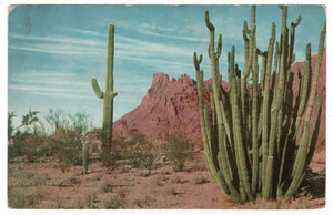 Organ Pipe Cactus National Monument, Arizona, USA Vintage Original Postcard # 4544 - 1970's
