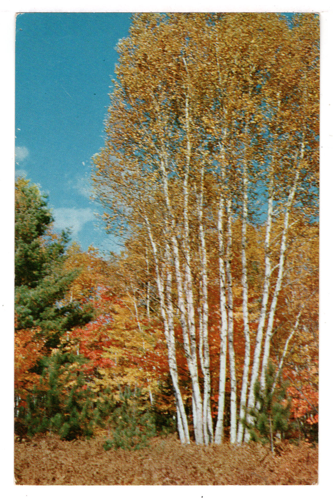 White Birch Trees, USA Vintage Original Postcard # 4545 - 1970's