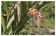 Shell Flower, Sarasota Jungle Gardens, Florida, USA Vintage Original Postcard # 4546 - 1970's