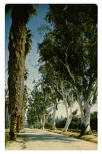 Load image into Gallery viewer, Eucalyptus and Fan Palm Trees in California, USA Vintage Original Postcard # 4549 - 1960&#39;s
