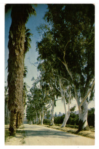 Eucalyptus and Fan Palm Trees in California, USA Vintage Original Postcard # 4549 - 1960's