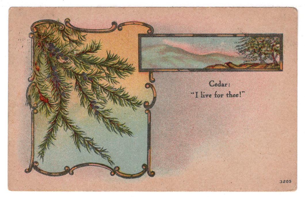 Cedar: I Live For Thee Vintage Original Postcard # 4585 - Post Marked February 1, 1911